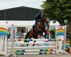 jumper Lindor M (Oldenburg show jumper, 2011, from Levisonn 208 FIN)