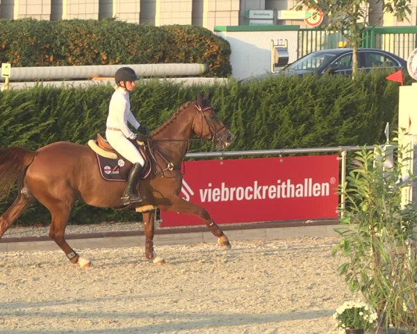 Reitturnier Durmersheim-Hardt 2019