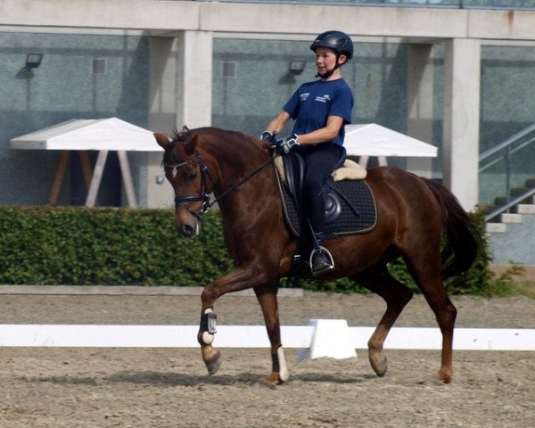 broodmare Rose and Beauty (German Riding Pony, 2006, from Alibi)