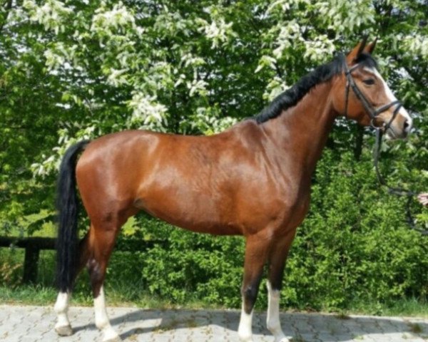 jumper Quintess 14 (Oldenburg, 2006, from Quality 9)