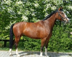 jumper Quintess 14 (Oldenburg, 2006, from Quality 9)