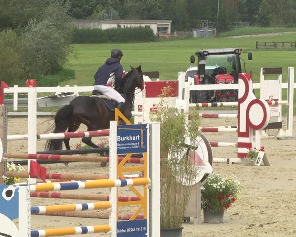 Reitturnier Hauerz 2019