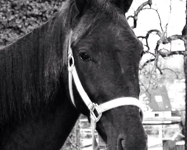 horse Wim (Westphalian, 2000, from Weltruf)