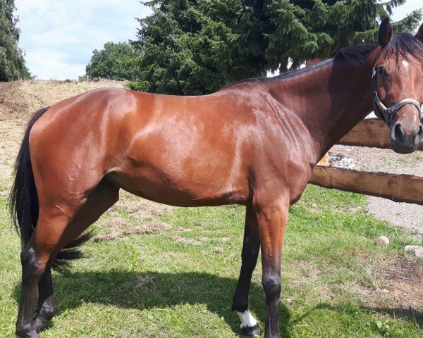 jumper Landgrafs Pilotin (Hanoverian, 2012, from Levisonn 208 FIN)