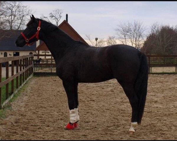 horse Krones Artax (Danish Warmblood, 2006, from de Noir 3)