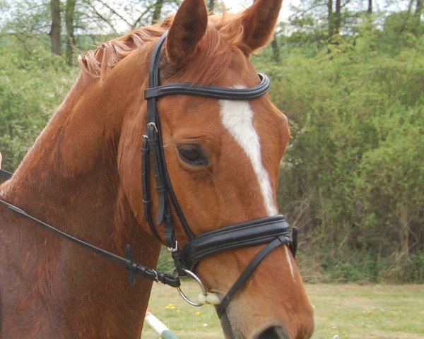 horse Dancer (Hanoverian, 2008, from Don Henrico)