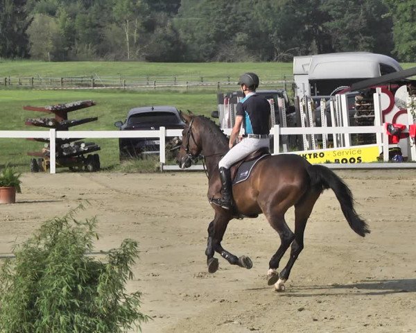 Reitturnier Hauerz 2019