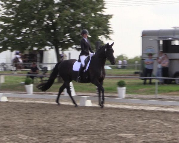 Reitturnier Heinsberg 2019