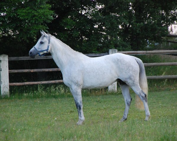 Zuchtstute Beauty Lady (KWPN (Niederländisches Warmblut), 2006, von Clinton)