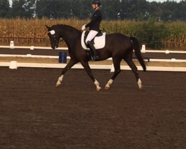 dressage horse Rubinho 17 (Hanoverian, 2010, from Royal Classic I) dressage horse Rubinho 17 (Hanoverian, 2010, from Royal Classic I)
