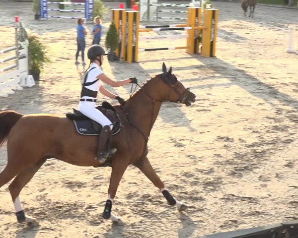 Reitturnier Humlikon 2019
