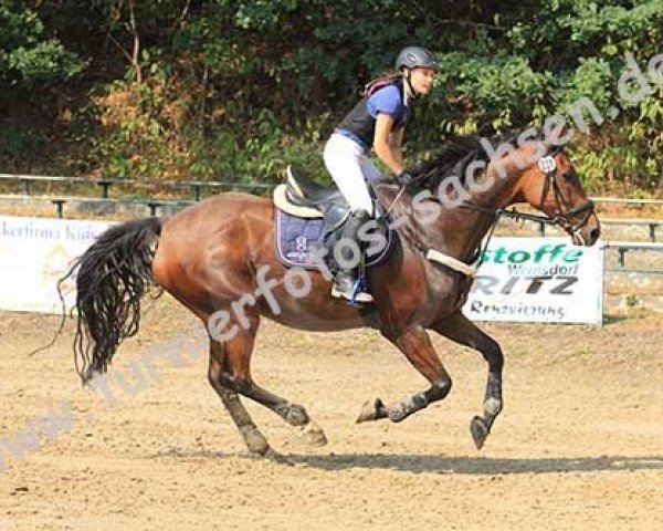 Springpferd Cäpt'n Cook (Holsteiner, 2006, von Clearway)