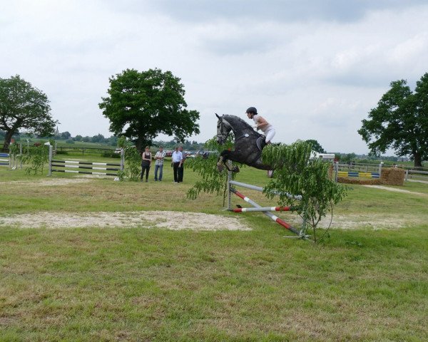 horse Cargary Z (Zangersheide riding horse,  )