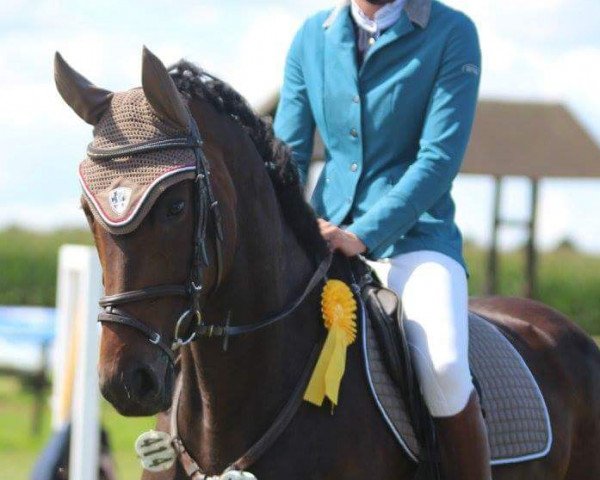 broodmare Sunshine Lady H. (Hanoverian, 2011, from Sandro Hit)