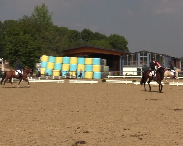 Reitturnier Bühren-Breckerfeld 2019
