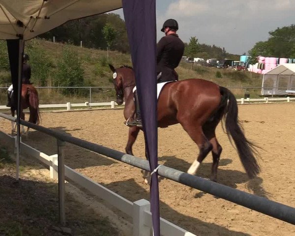 Reitturnier Bühren-Breckerfeld 2019