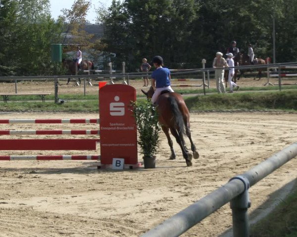 Reitturnier Bühren-Breckerfeld 2019
