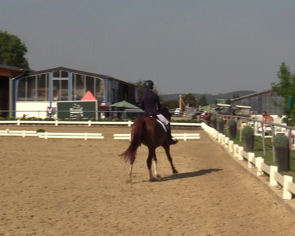 Reitturnier Bühren-Breckerfeld 2019