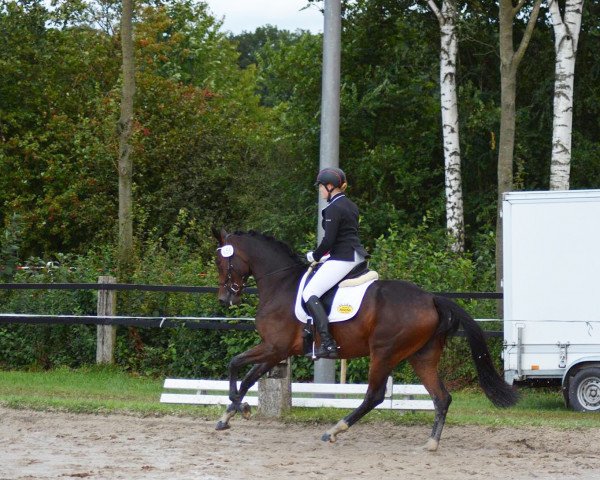 dressage horse Fairytale 96 (Westphalian, 2012, from Floribot)