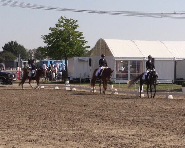 Reitturnier Heinsberg 2019