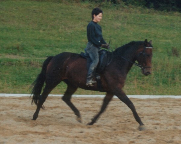 Zuchtstute Nifty Lady (Österreichisches Warmblut, 1995, von Reef of Gold XX)
