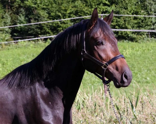 Pferd Fifty Billions (Österreichisches Warmblut, 2012, von Franziskus FRH)