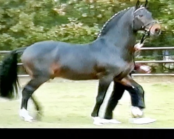 Video von Calypso II
