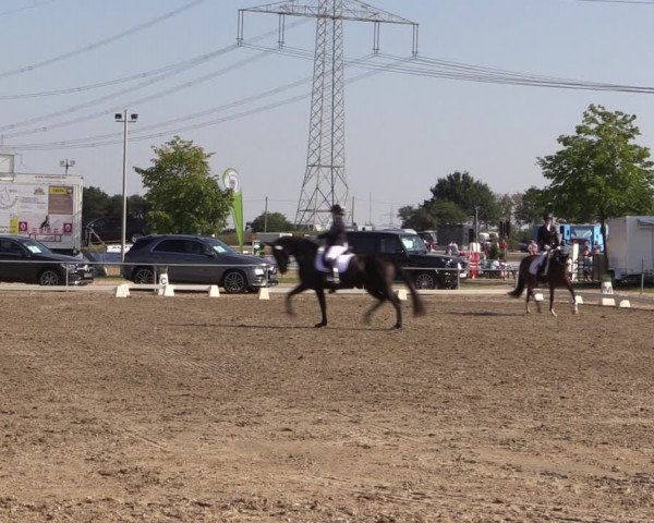 Reitturnier Heinsberg 2019