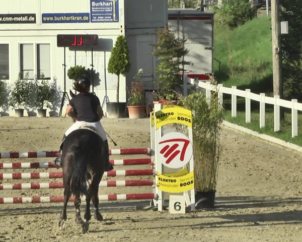 Reitturnier Hauerz 2019