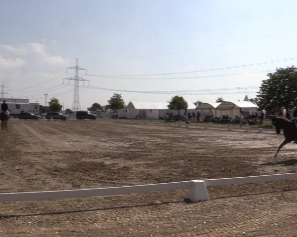 Reitturnier Heinsberg 2019