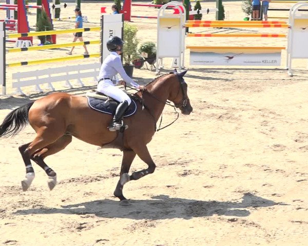 Reitturnier Humlikon 2019