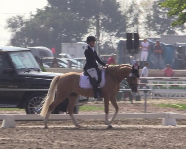 Reitturnier Heinsberg 2019