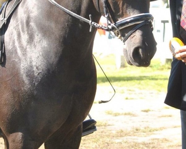dressage horse Constant Well (German Riding Pony, 1998, from Constantin)