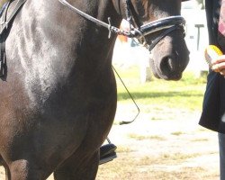 dressage horse Constant Well (German Riding Pony, 1998, from Constantin)