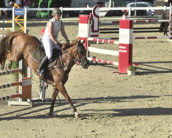 Reitturnier Hauerz 2019