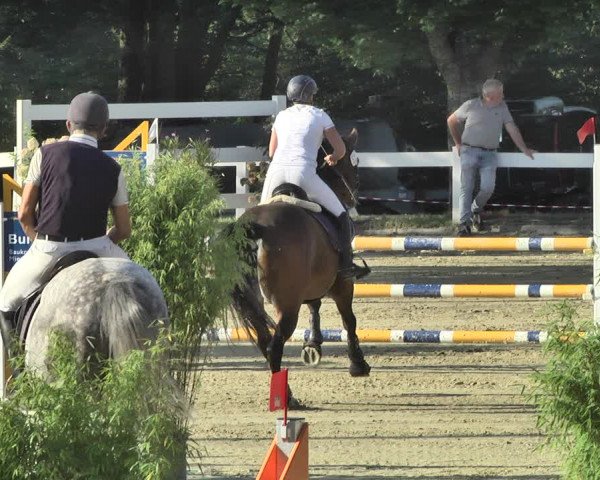 Reitturnier Hauerz 2019