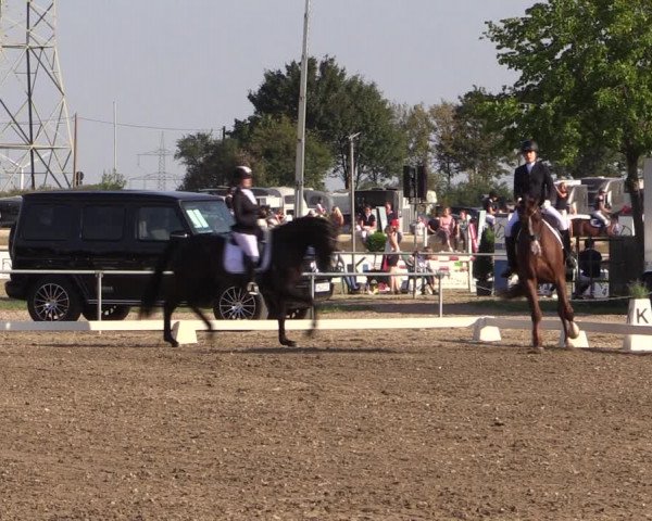Reitturnier Heinsberg 2019