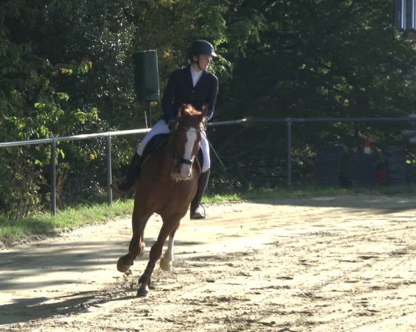Reitturnier Bühren-Breckerfeld 2019