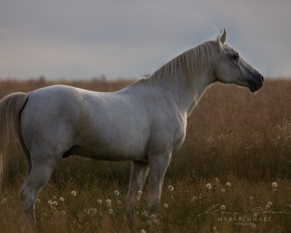 horse Bahr el Ghasal ox (Arabian purebred, 1988, from Kar Garboso ox)