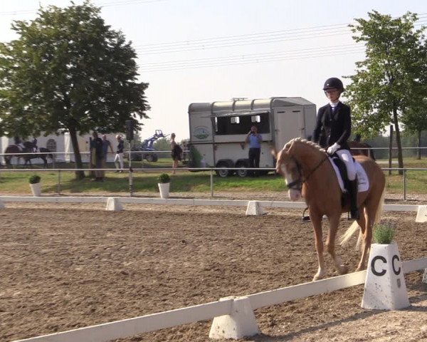 Reitturnier Heinsberg 2019