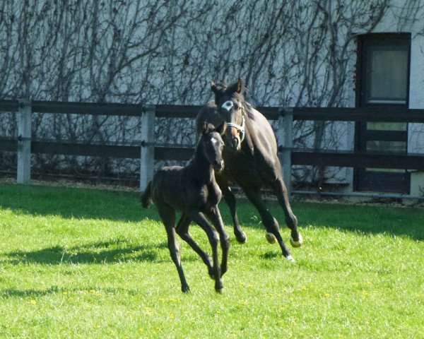 Pferd Dark Diamond (Deutsches Sportpferd,  , von Dante Weltino Old)