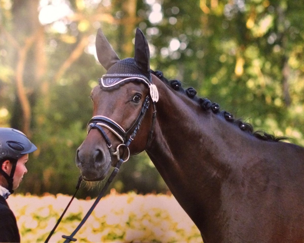 dressage horse Coleur Royal (Westphalian, 2012, from Conen)