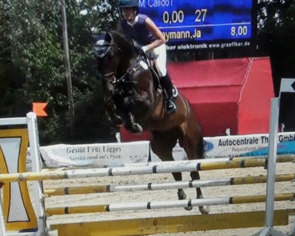 jumper Nameless BS (Holsteiner, 2011, from Namelus R)