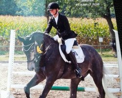 jumper Quentin Bs (Holsteiner, 2012, from Quadros 3)