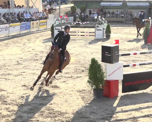Reitturnier Humlikon 2019
