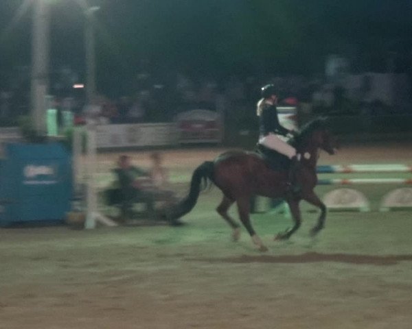 Reitturnier Heinsberg 2019