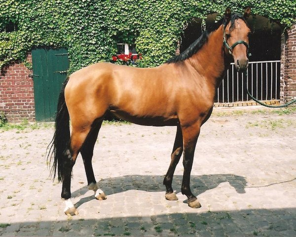 Pferd De Angelo B (Rheinländer, 2001, von Dornik B)