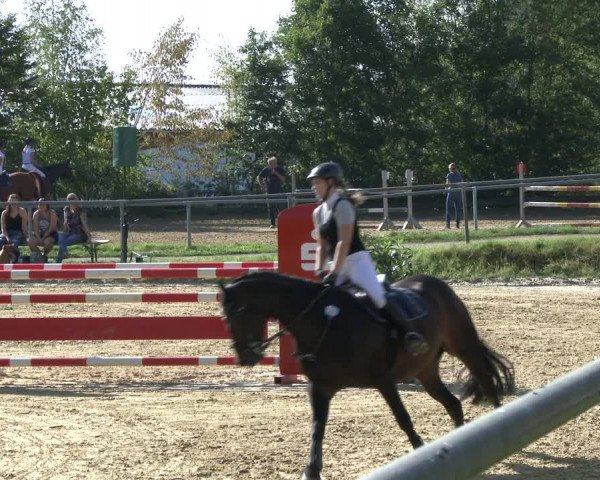 Reitturnier Bühren-Breckerfeld 2019