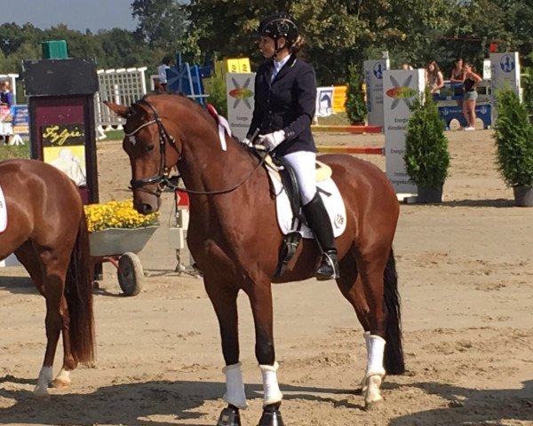 dressage horse Vicento (Westphalian, 2012, from Vitalis)