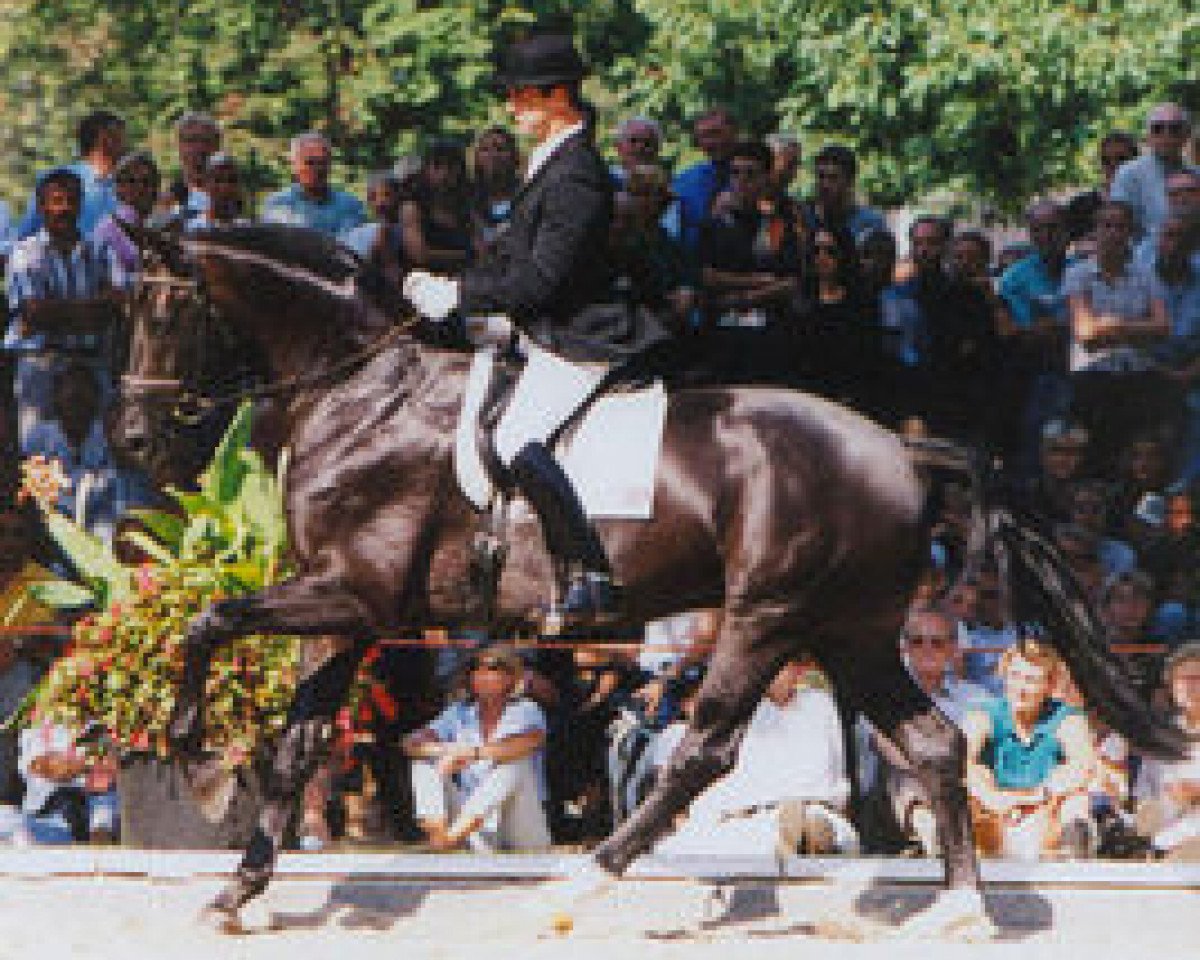 Deckhengst Festrausch (Westfale, 1994, von Florestan I)